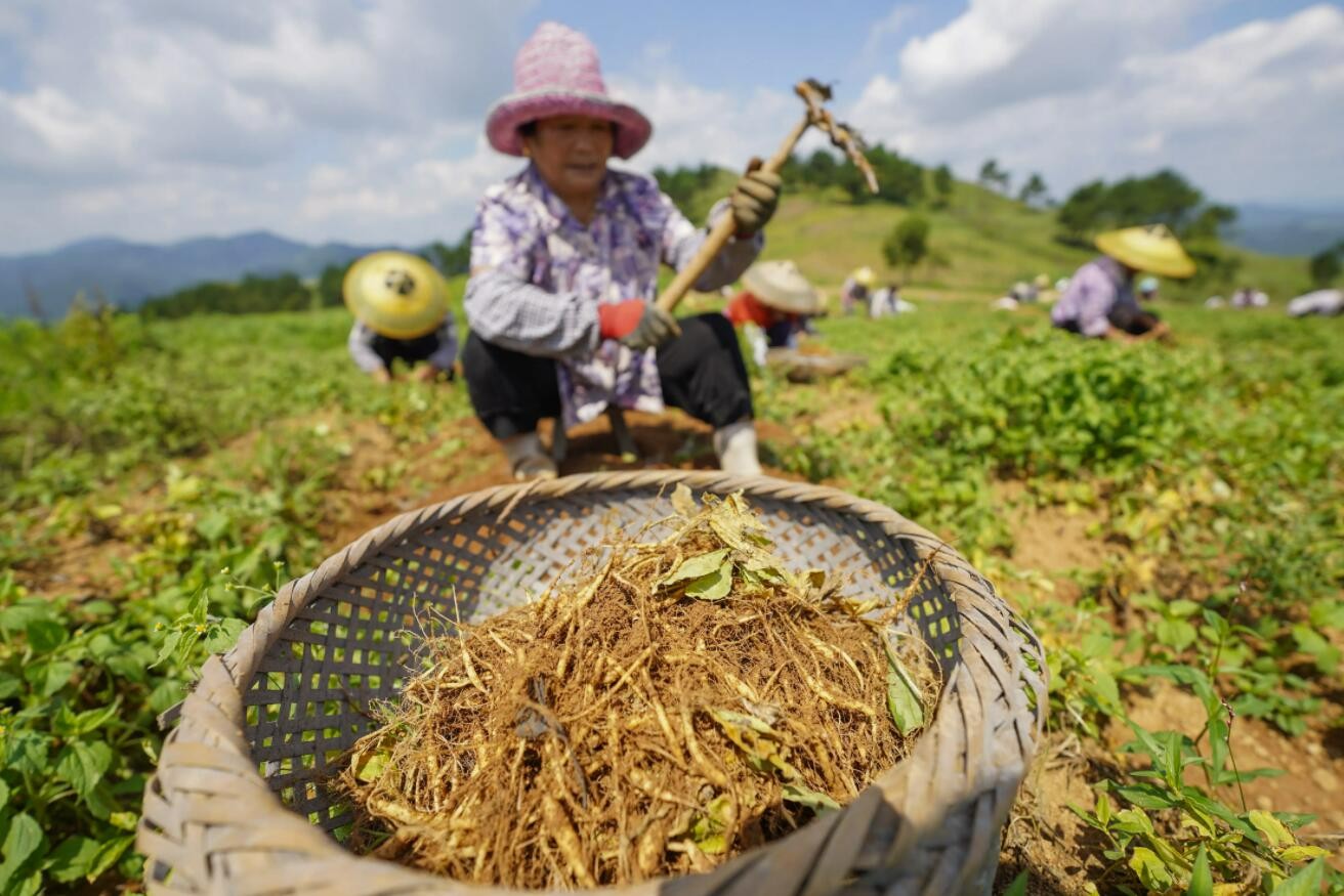 种植中药材要交农业税吗？