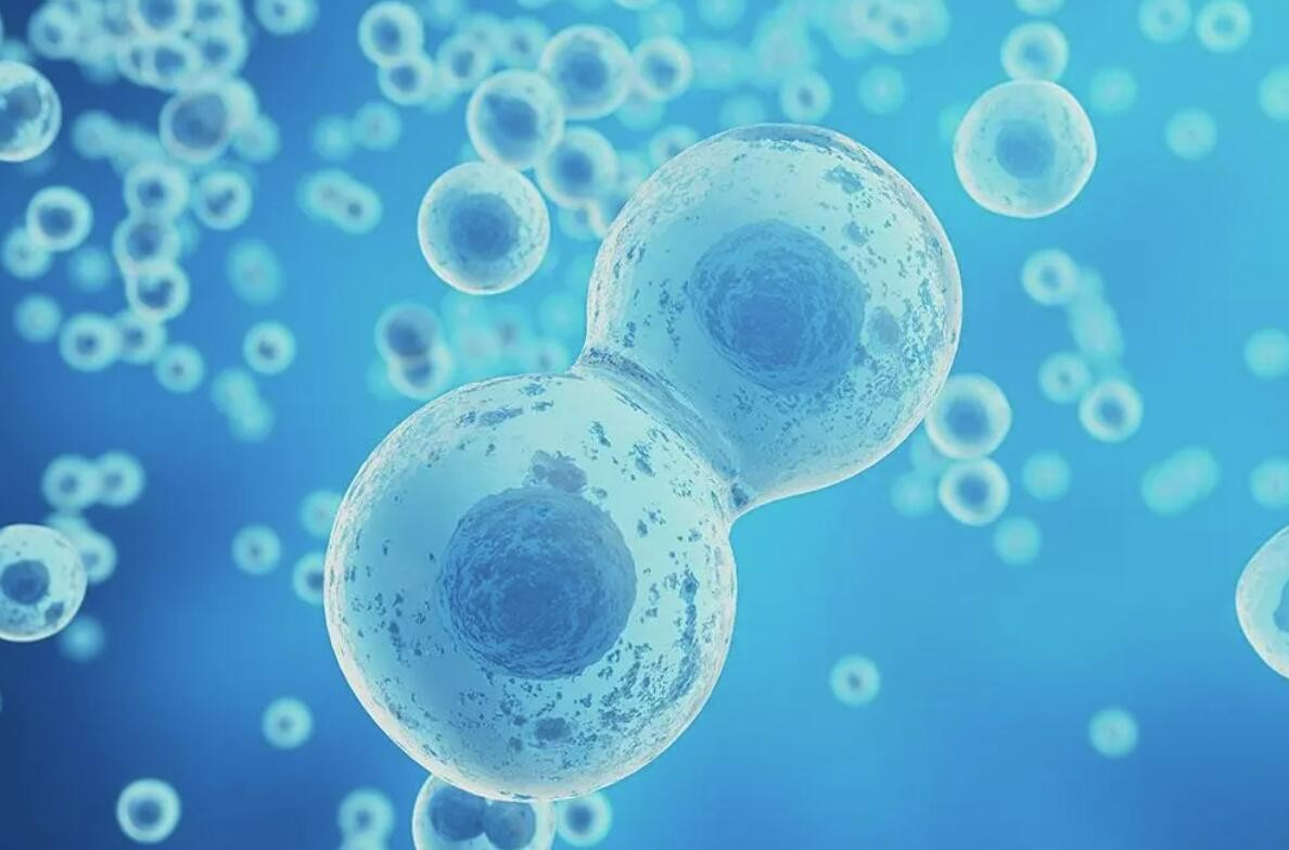 Nature：化学小分子诱导干细胞重编程取得大突破