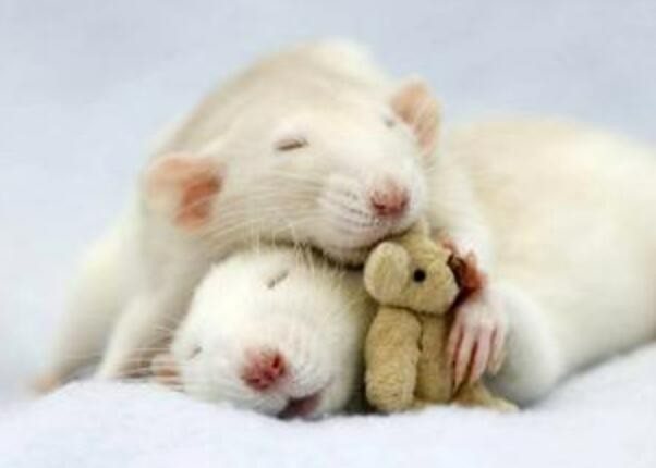 灵赋生物完成超2亿元人民币pre-A轮融资