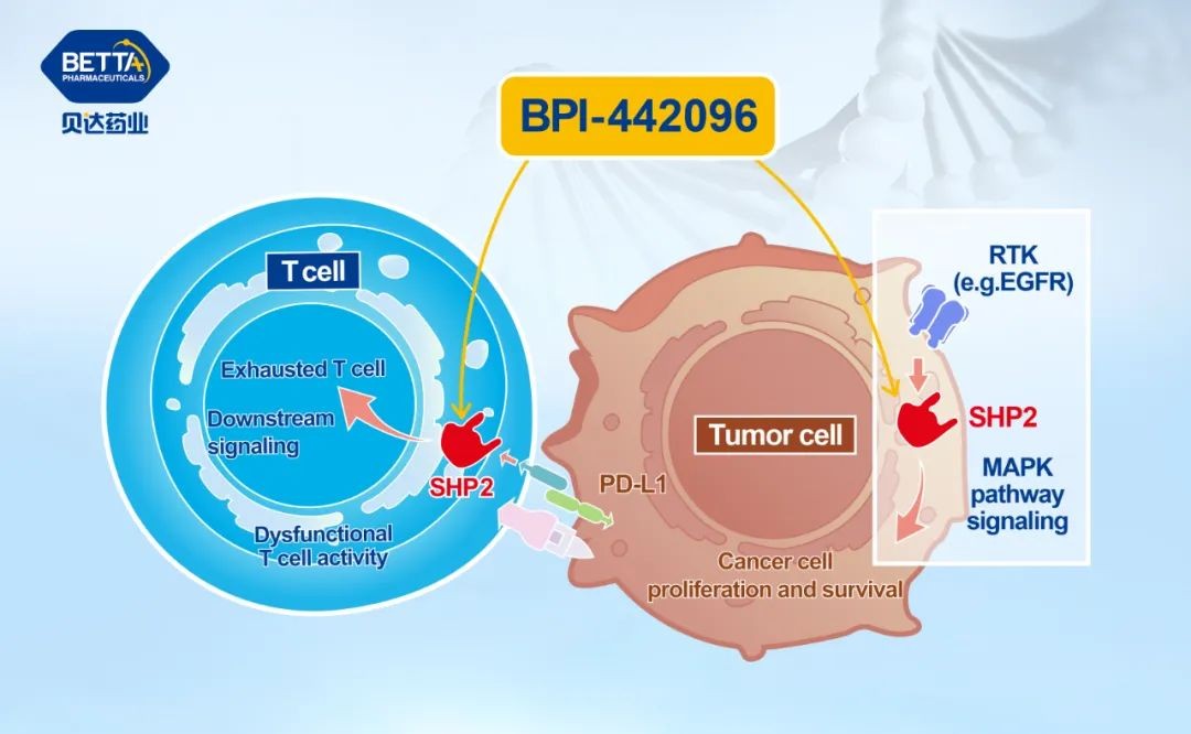 用于晚期实体瘤，贝达药业SHP2抑制剂BPI-442096在美获批临床试验