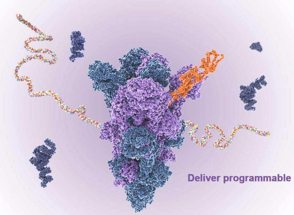 与深信生物达成合作，百济神州布局mRNA产品研发