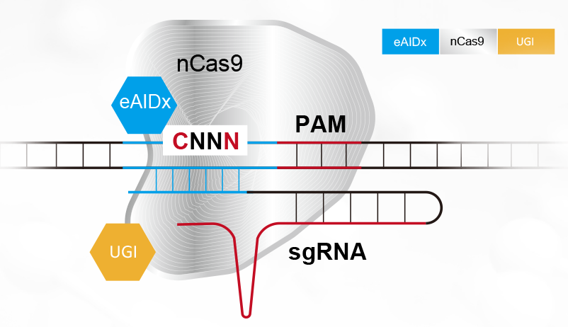 新芽基因完成数千万美元A轮融资