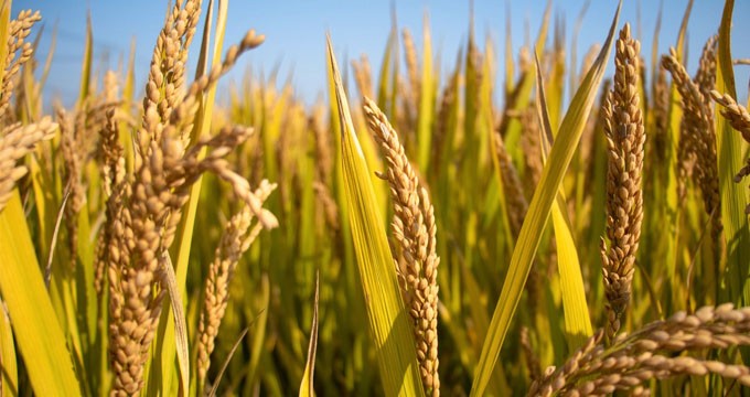 水稻上“种”出人血清白蛋白，禾元生物申报IPO