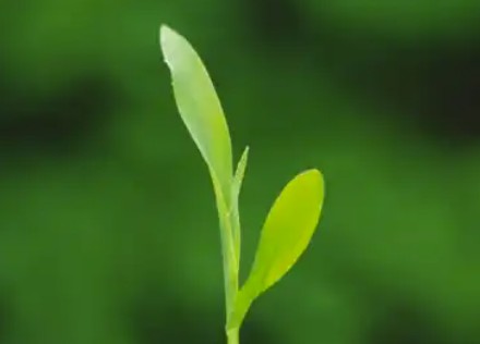 长效生长激素大幅降价