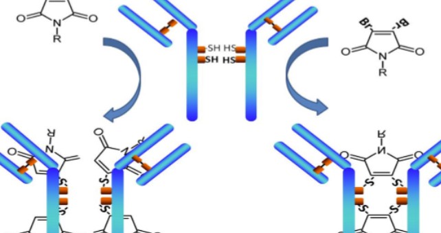 CDE：抗体偶联药物首次申报临床试验药学资料撰写指导原则