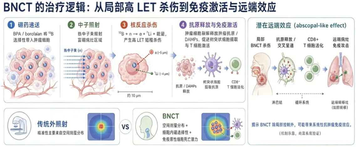 国产硼药联合国产BNCT设备I期临床治疗后30天观察期结束，预计今年第三季度将启动II期临床